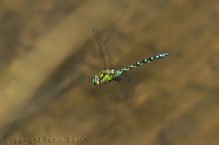 Aeshna cyanea,maschio in virata